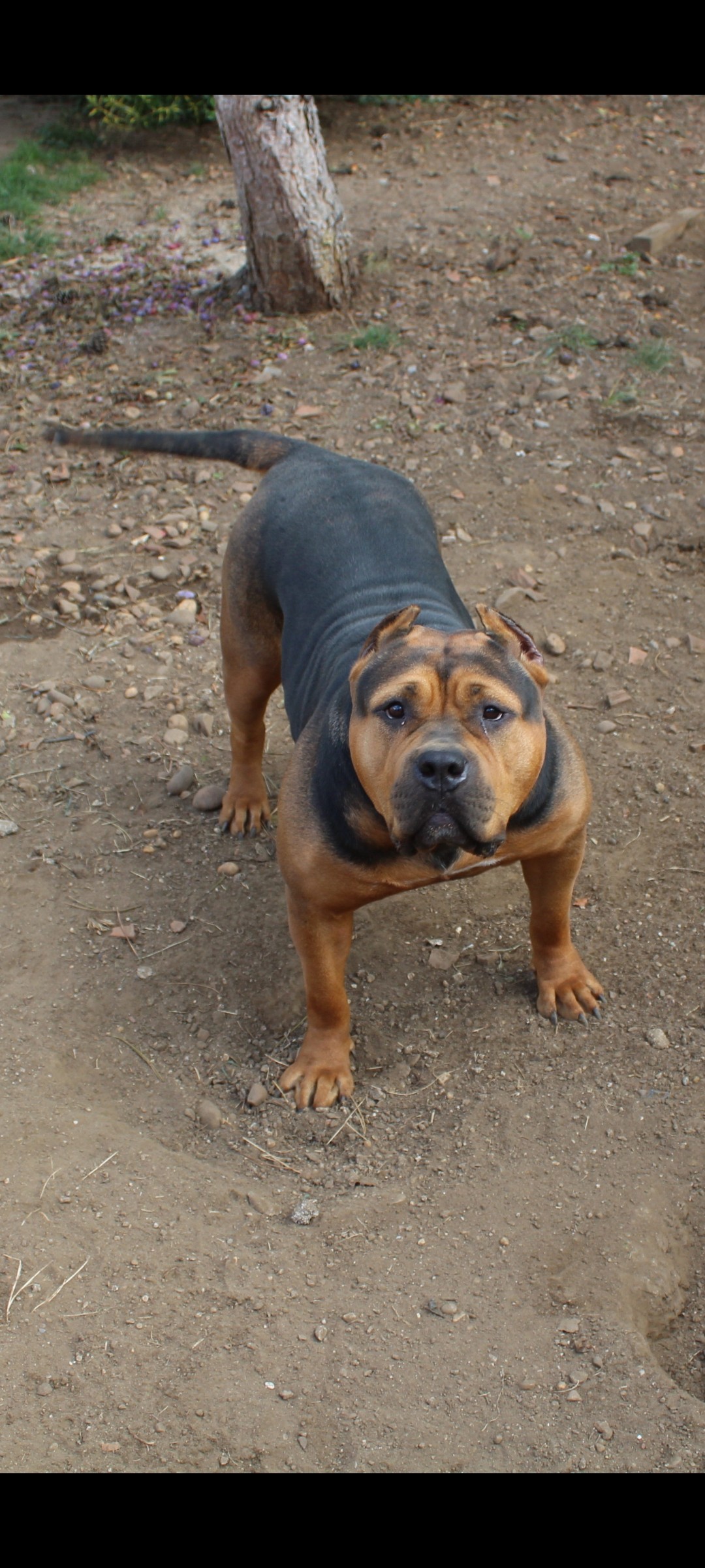 Dog Featured Image