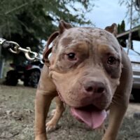 Humbull Hannah