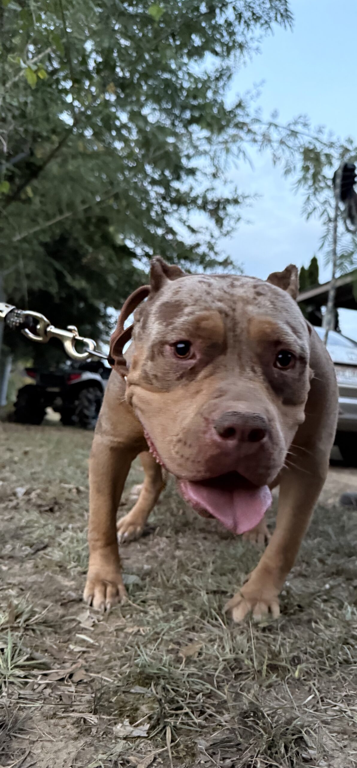 Dog Featured Image