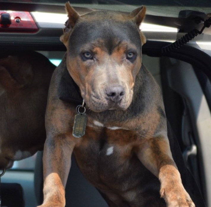 Dog Featured Image
