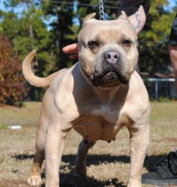 Dog Featured Image