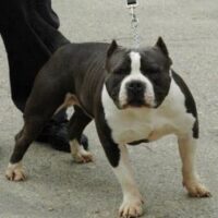 831 PITS DROOPY