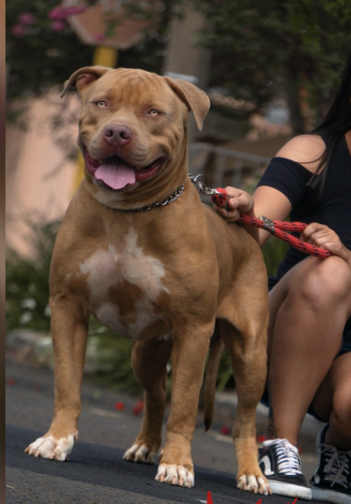 Dog Featured Image