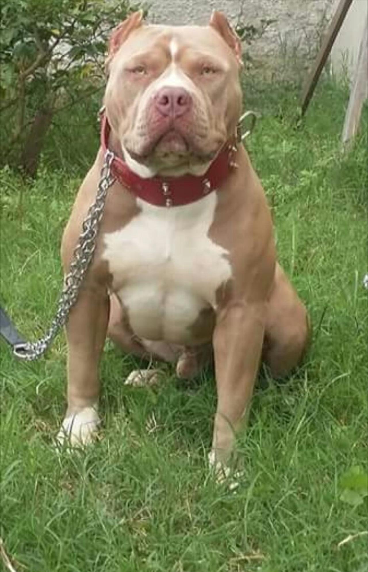 Dog Featured Image