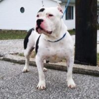 GEORGE TIGER KENNEL’S OF EVSPITS