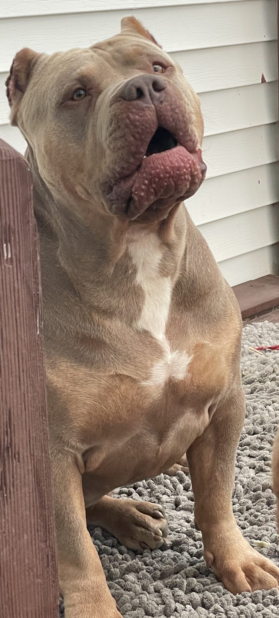 Dog Featured Image