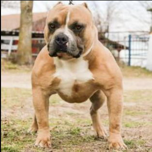 Dog Featured Image