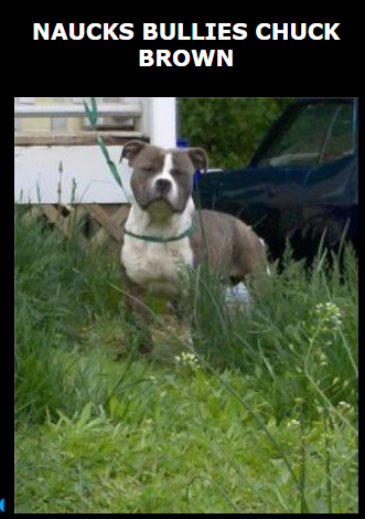 Dog Featured Image