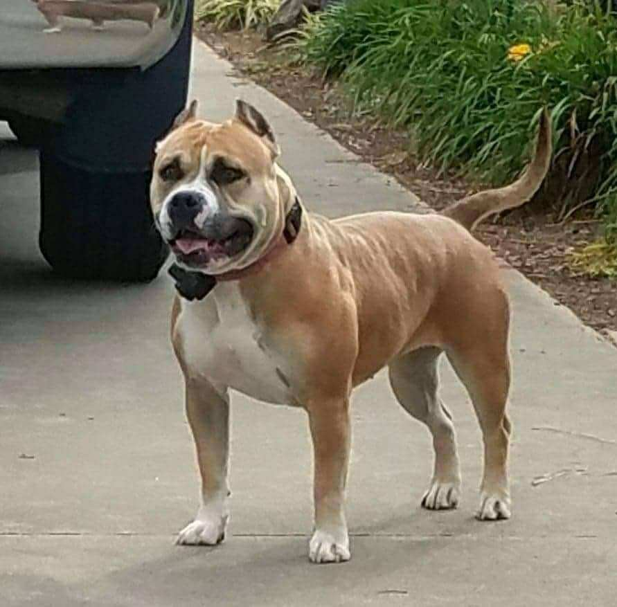 Dog Featured Image