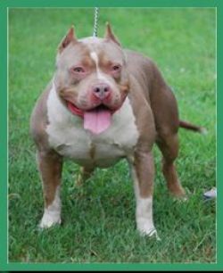 Dog Featured Image