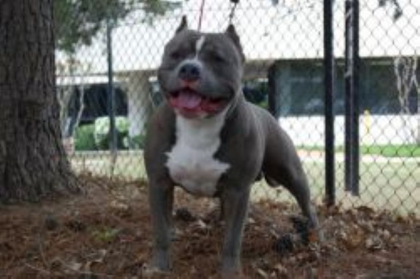 Dog Featured Image