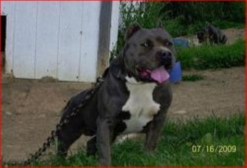 Dog Featured Image