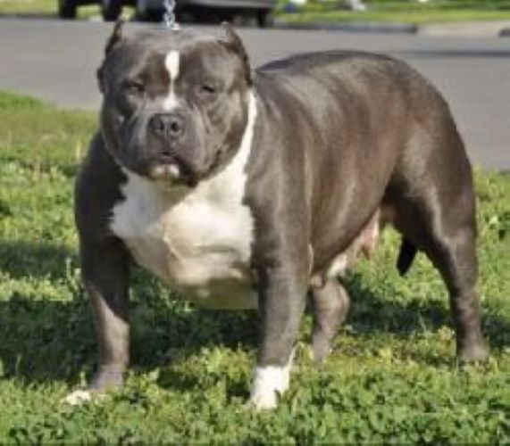 Dog Featured Image