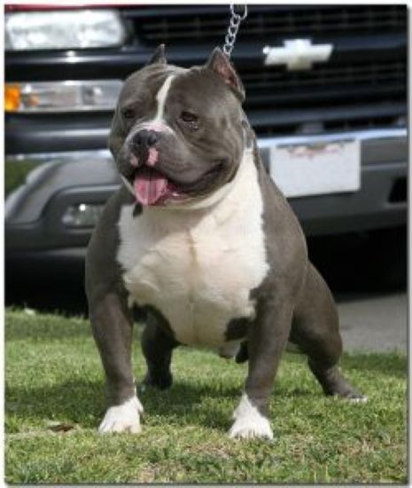 Dog Featured Image