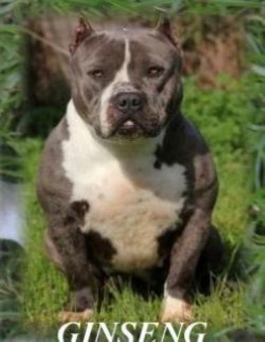 Dog Featured Image