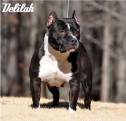 Dog Featured Image