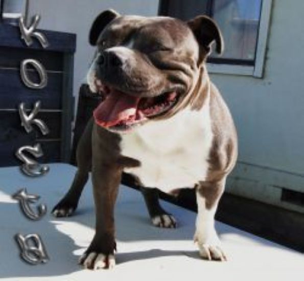 Dog Featured Image