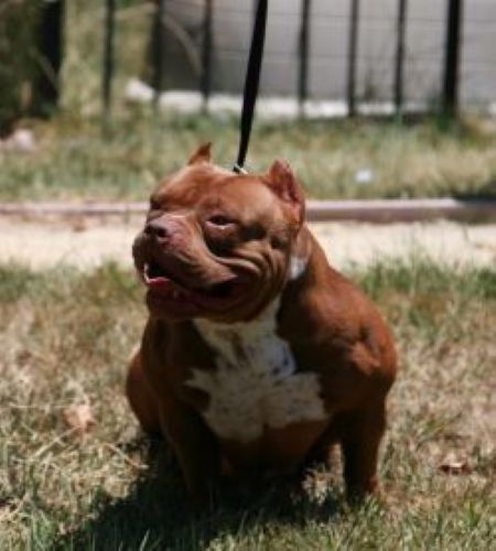 Dog Featured Image
