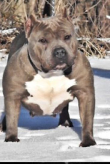 Dog Featured Image