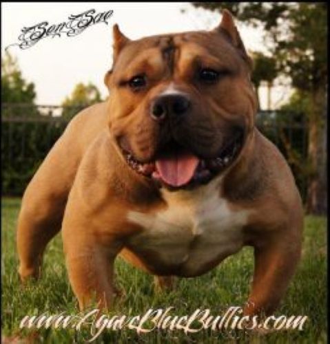 Dog Featured Image