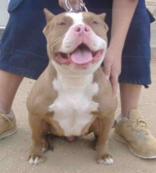Dog Featured Image