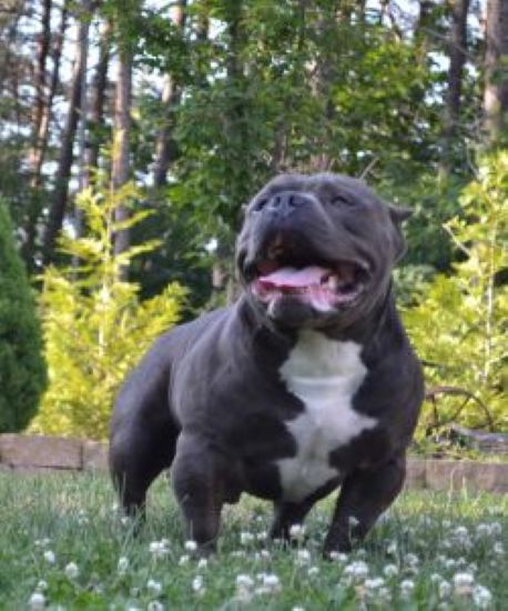 Dog Featured Image