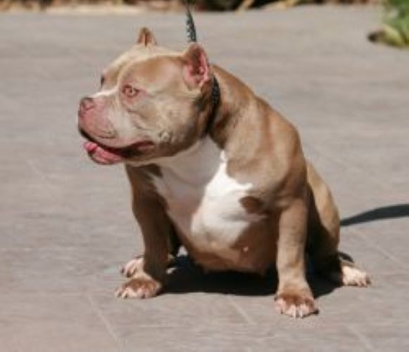 Dog Featured Image