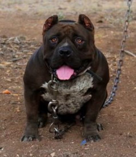 Dog Featured Image