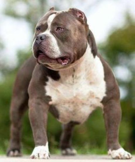 Dog Featured Image