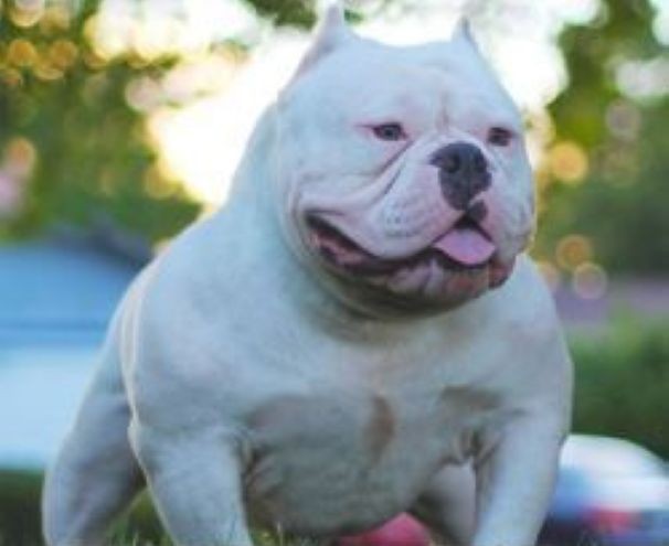 Dog Featured Image