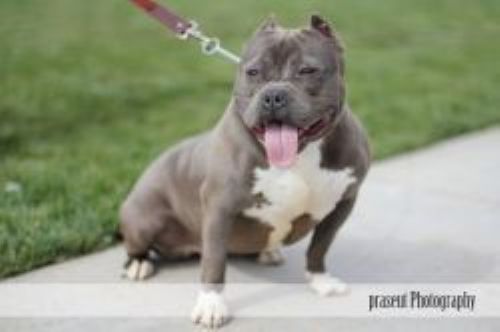 Dog Featured Image