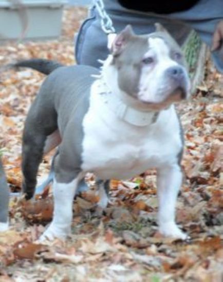 Dog Featured Image