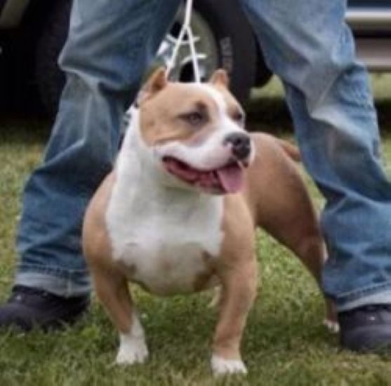 Dog Featured Image