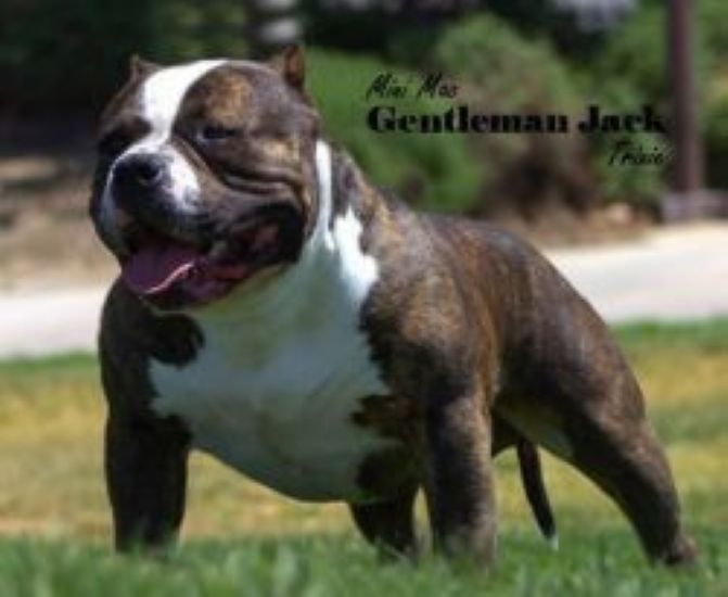 Dog Featured Image