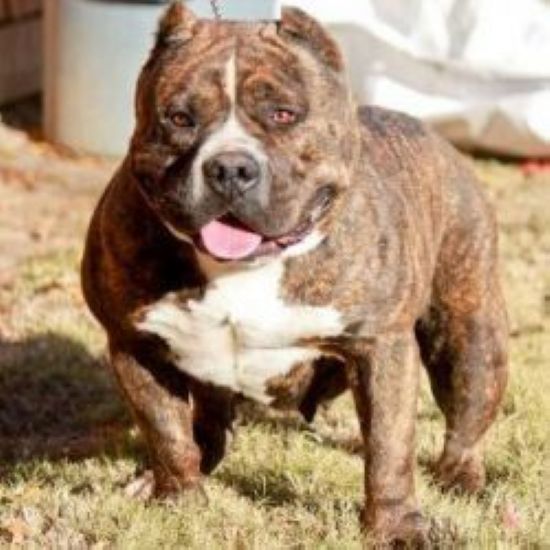 Dog Featured Image