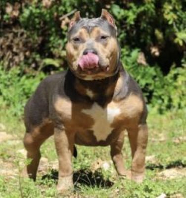 Dog Featured Image