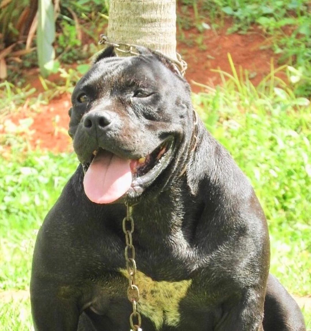 Dog Featured Image