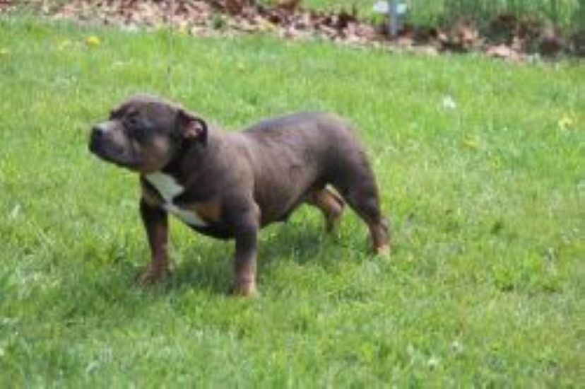 Dog Featured Image