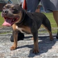 Dog Featured Image