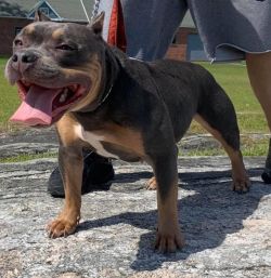 Dog Featured Image