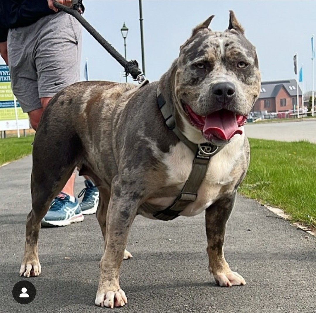 Dog Featured Image