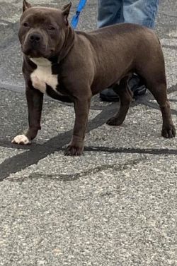 Dog Featured Image