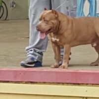 Dog Featured Image