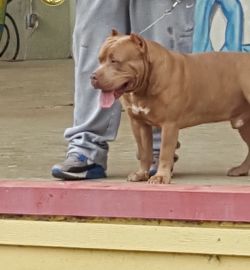 Dog Featured Image