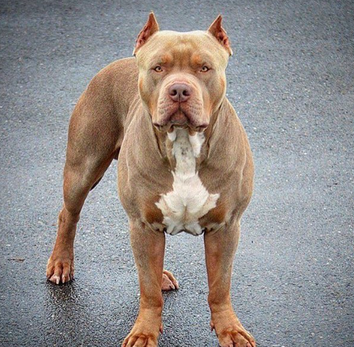 Dog Featured Image