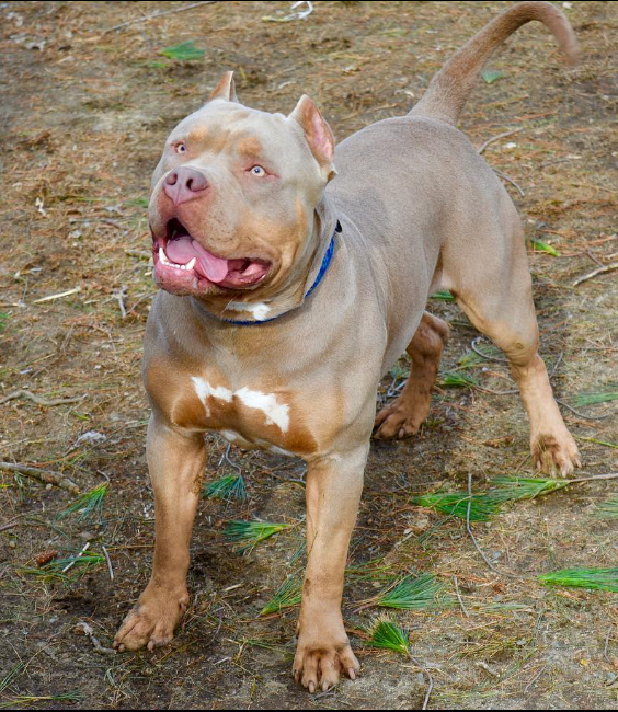 Dog Featured Image