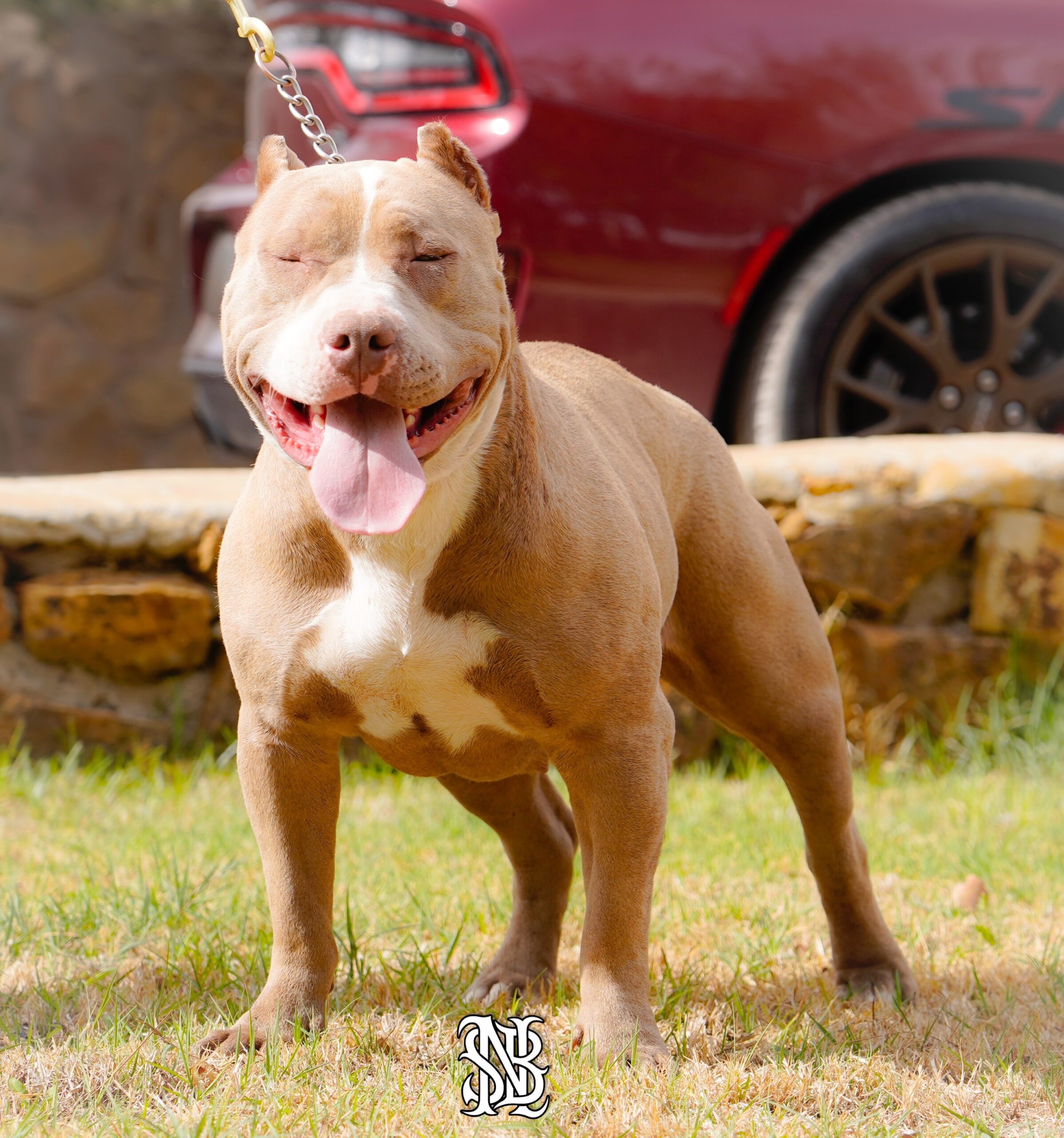Dog Featured Image