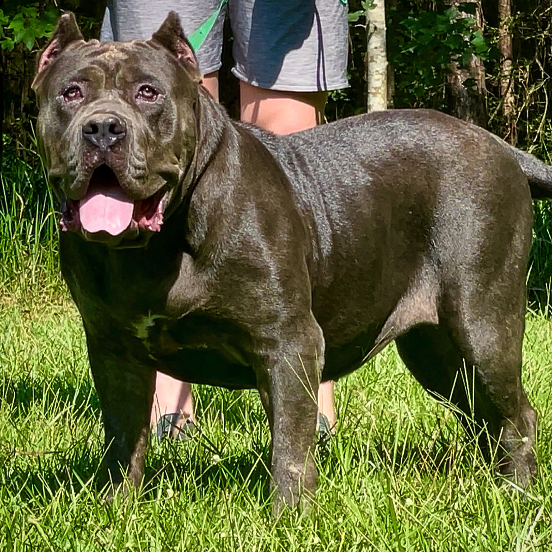 Dog Featured Image