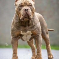 Trueline x Stellarbullies Bando