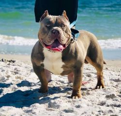 Dog Featured Image